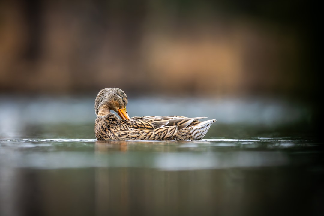 Smart Dust: Micro-Sensor Networks