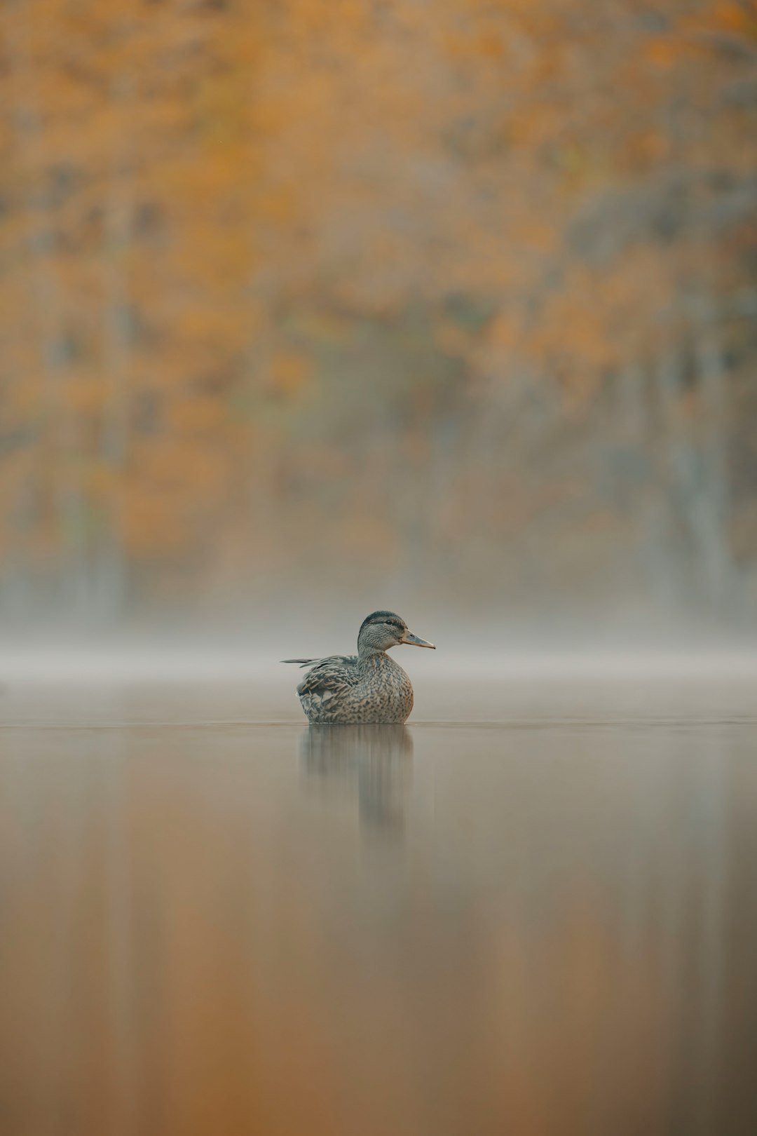 Talent Acquisition Automation: AI-Powered Recruitment